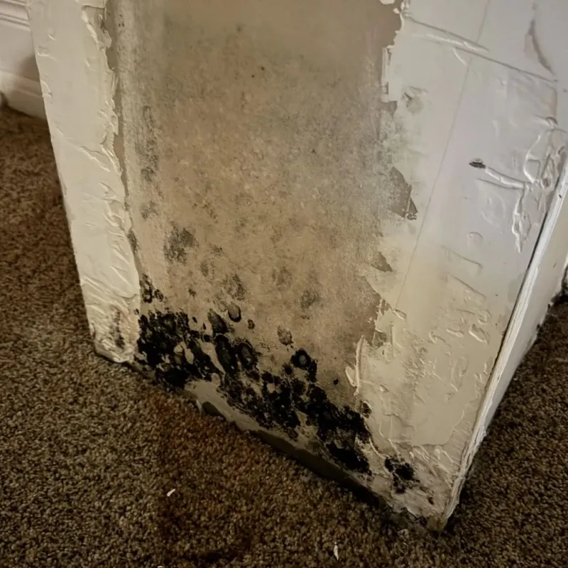 Professional Mold Removal in Hopewell, NJ